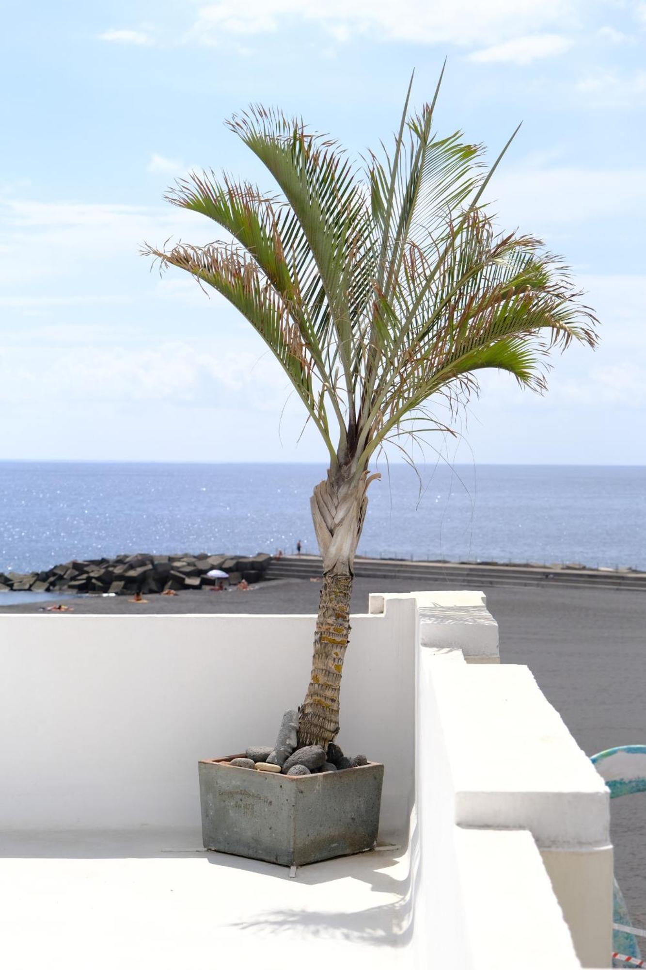 Rooftop Dreamhouse - 3Br With Seaviews ซานตาครูซเดลาปัลมา ภายนอก รูปภาพ